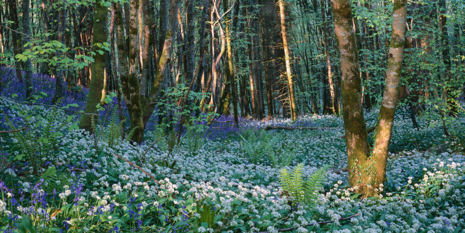 Evening Light