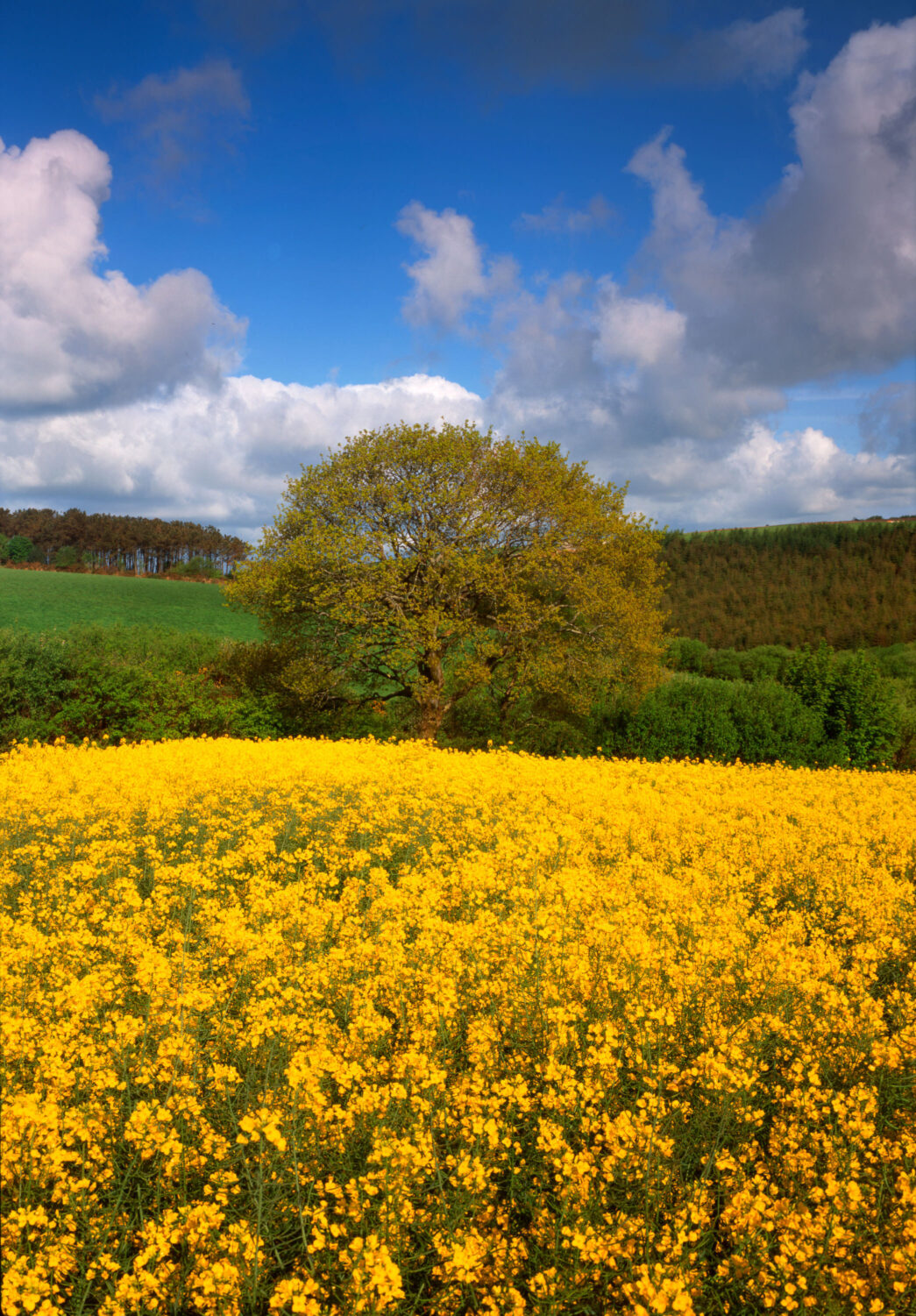 Oilseed Rape