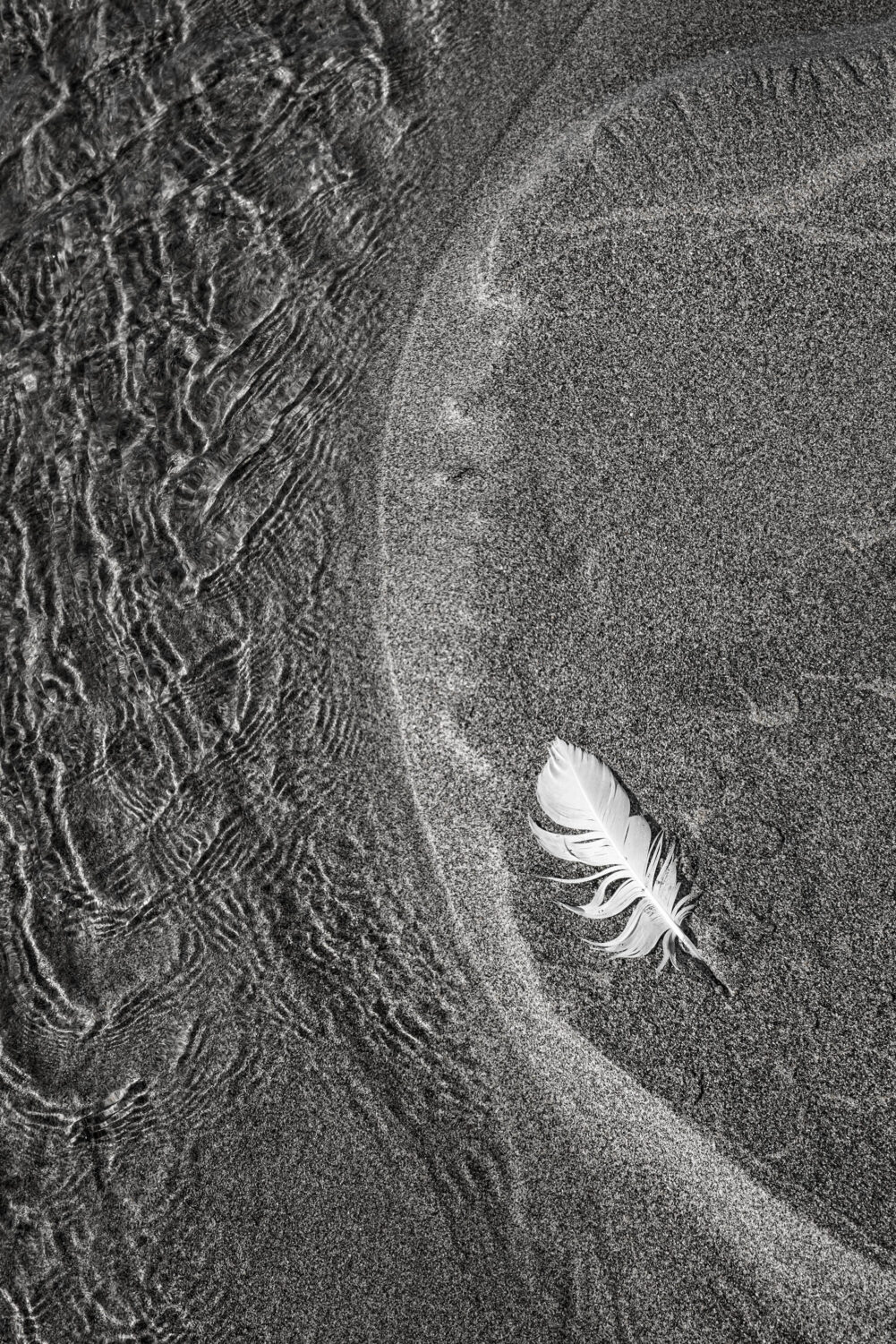 Feather on Shore