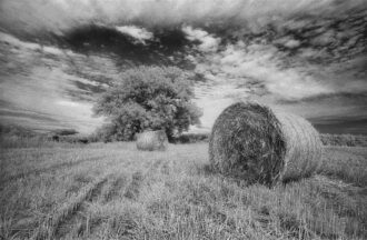 Harvest