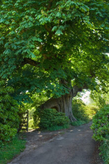 Pathway