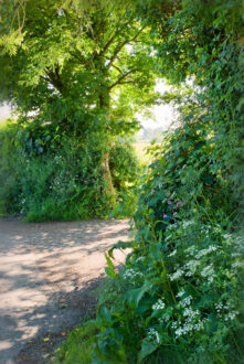 Sunlit Path